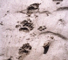 Black Bear and Wolf Tracks