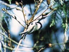 Black-capped Chickadee Song